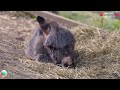 NEWBORN ANIMALS. CUTEST CREACHERS IN THE WORLD