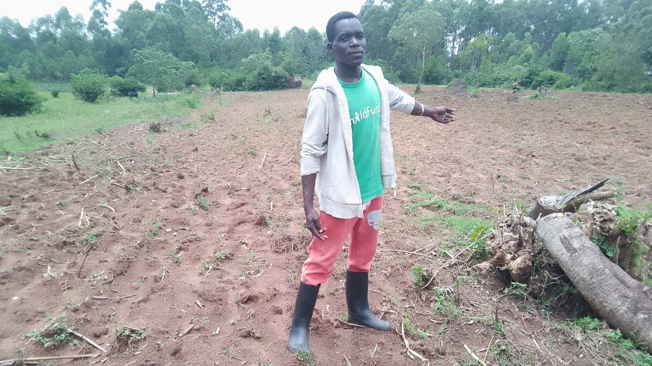 Ready for Planting Sweet potatoes🌿🌿@marwa jnr