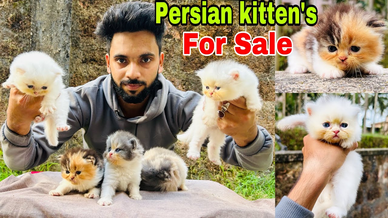 Persian Cats For Sale Persian Kitten’s Cheap Price persian cat