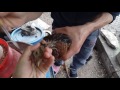 ЛА-Сота Вакцинирование птицы
