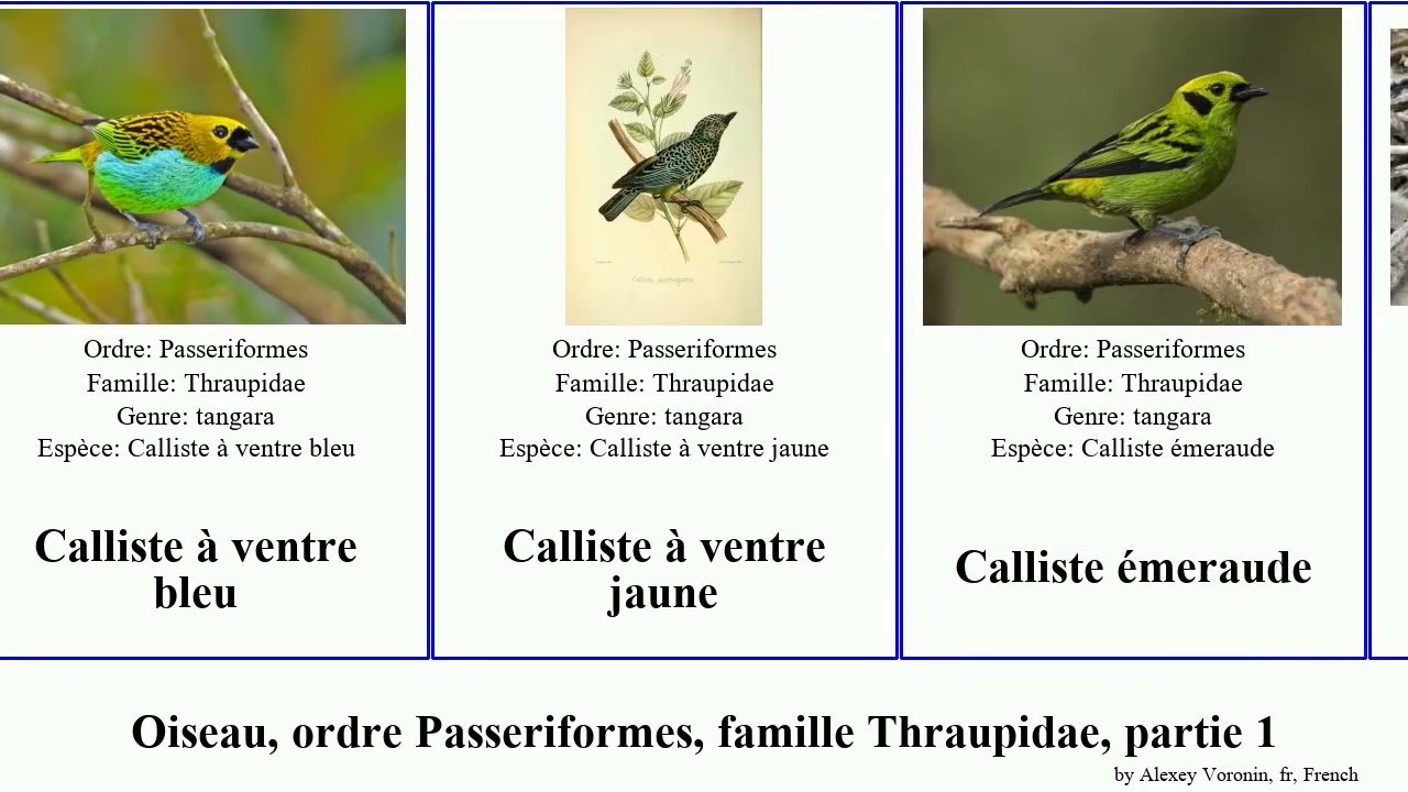 Oiseau, ordre Passeriformes, famille Thraupidae, partie 1 calliste dacnis ventre chlorospin gorge