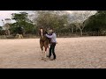 como empezar a enseñar los lados (ejemplo con 3 caballos)