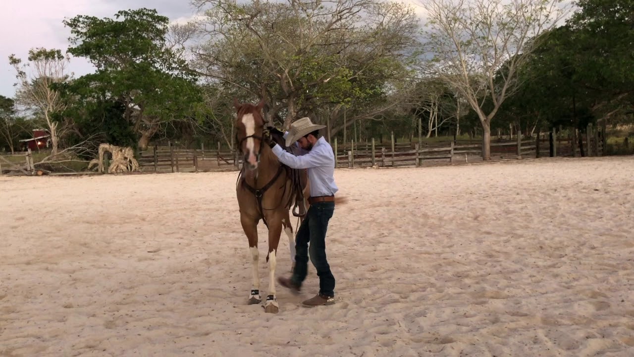 como empezar a enseñar los lados (ejemplo con 3 caballos)