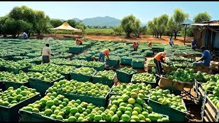 Cómo Los Agricultores Australianos Producen Millones De Toneladas De Mangos