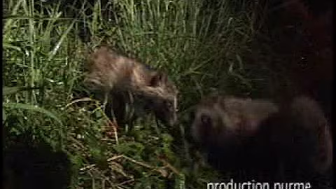 korea raccoon dogs in the seoul city