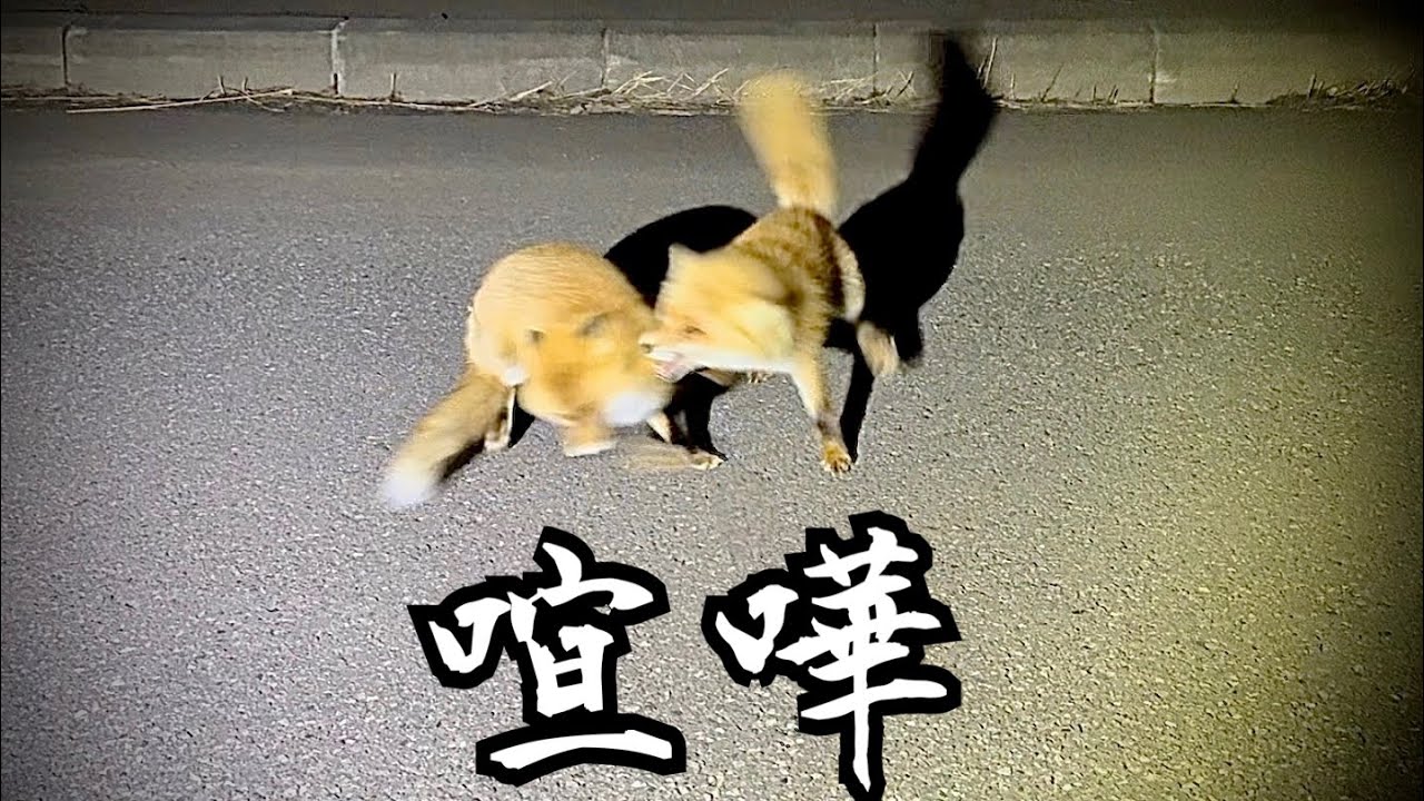 While filming, wild foxes started fighting right in front of us