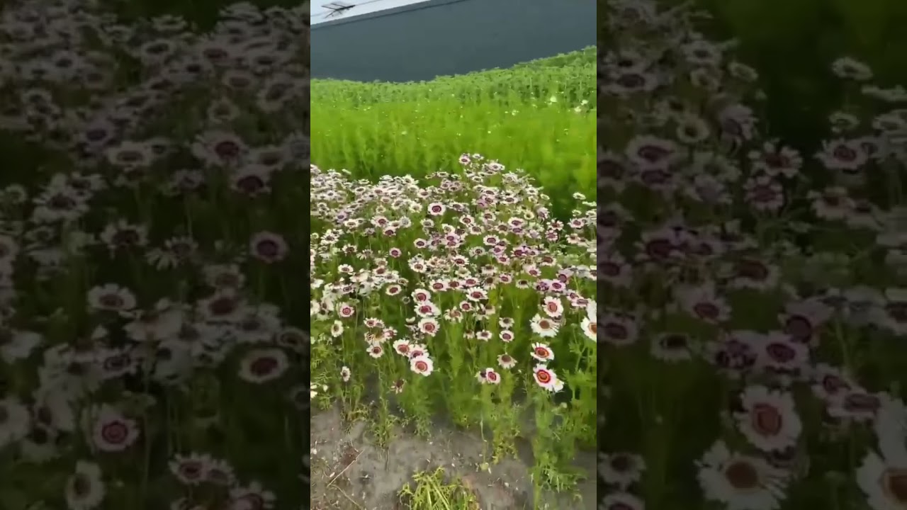 If you haven't been given flowers today, this bouquet is for you💐|