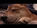 寝てる芝犬