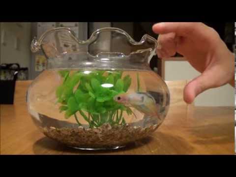 ベタ 闘魚 の水槽を大きな金魚鉢にして元気になった様子 Youtube