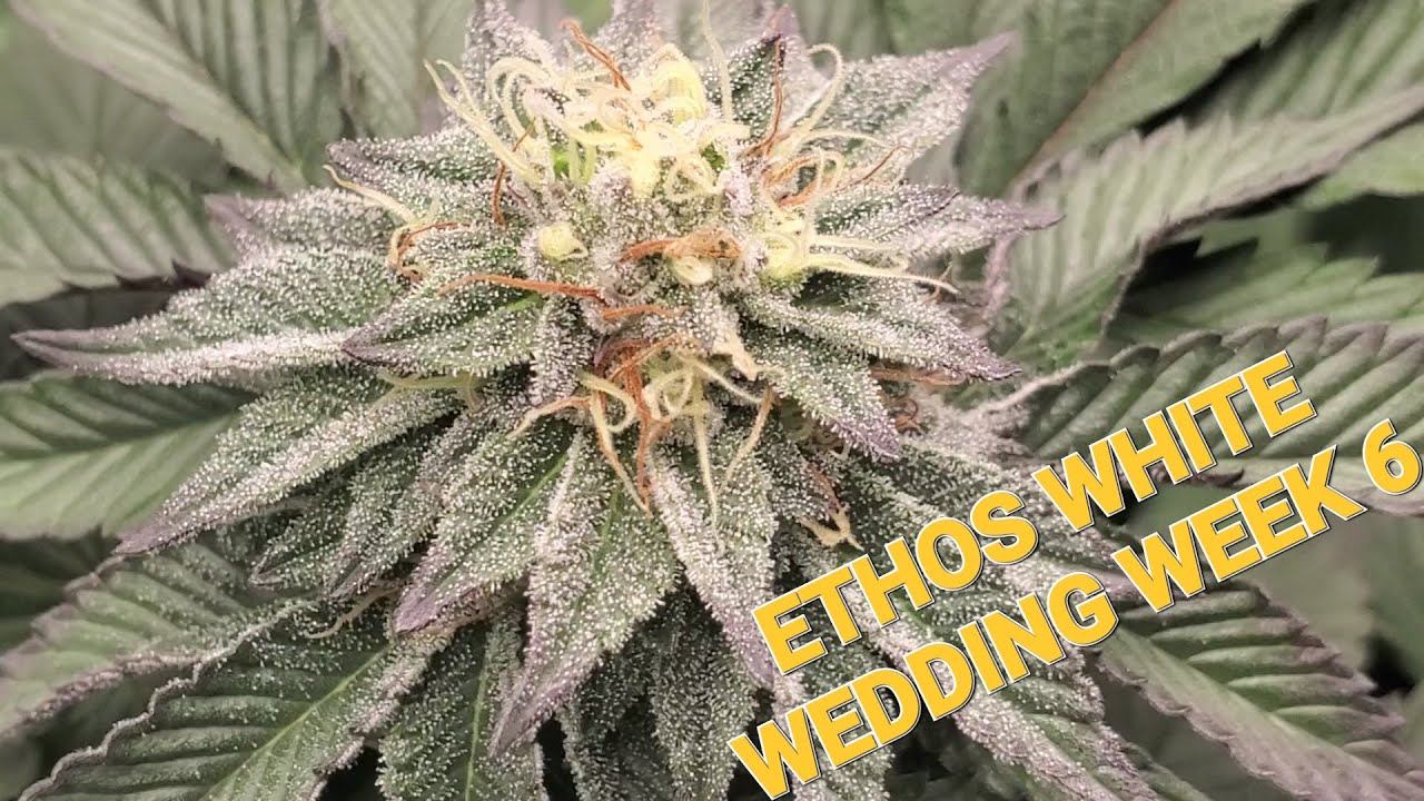 K.I.S. EPISODE 53: ETHOS GENETICS WHITE WEDDING WEED WEEK 6 ORGANIC PHOTOPERIODS  & NEW GENETICS
