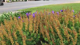 Decadence Cherries Jubilee Baptisia | www.gardencrossings.com