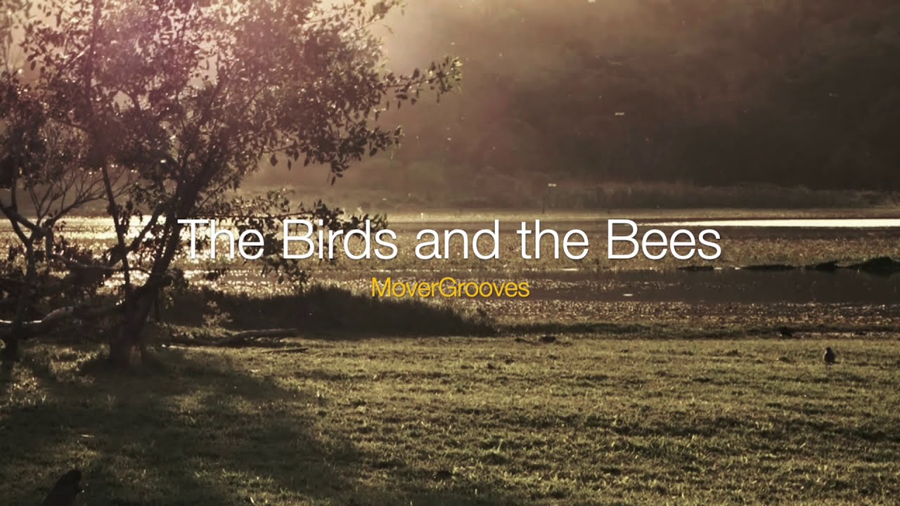 Guarda The Birds and the Bees / Instrumental Hip Hop / Base de Boom Bap / Freestyle Rap / Beat Rap su YouTube Guarda The Birds and the Bees / Instrumental Hip Hop / Base de Boom Bap / Freestyle Rap / Beat Rap su YouTube