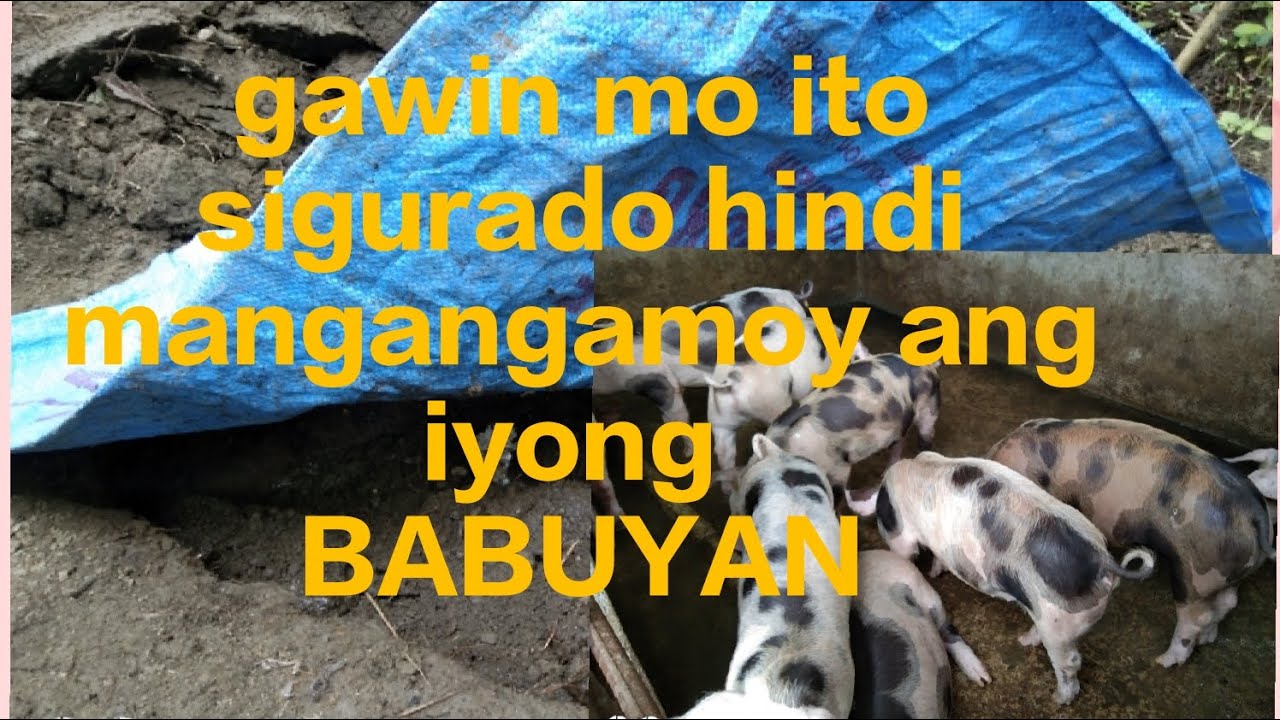 Tips para maiwasan ang mabahong amoy sa ating babuyan kahit walang ziptic tank