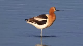 Mississippi River Flyway. American Avocets - explore.org 05-03-2024