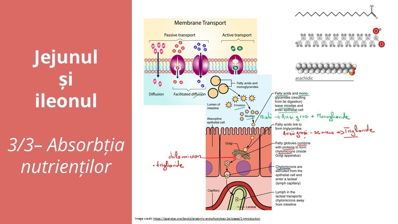 Jejunul și ileonul 3/3 - Absorbția nutrienților -  Barron's - Admitere la medicină
