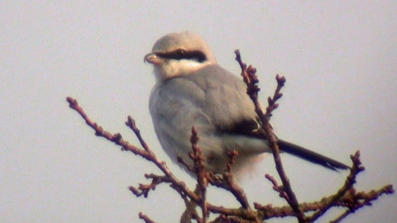 Great Grey Shrike -v3- 2015-01 - tewbirds @ Deenethorpe 