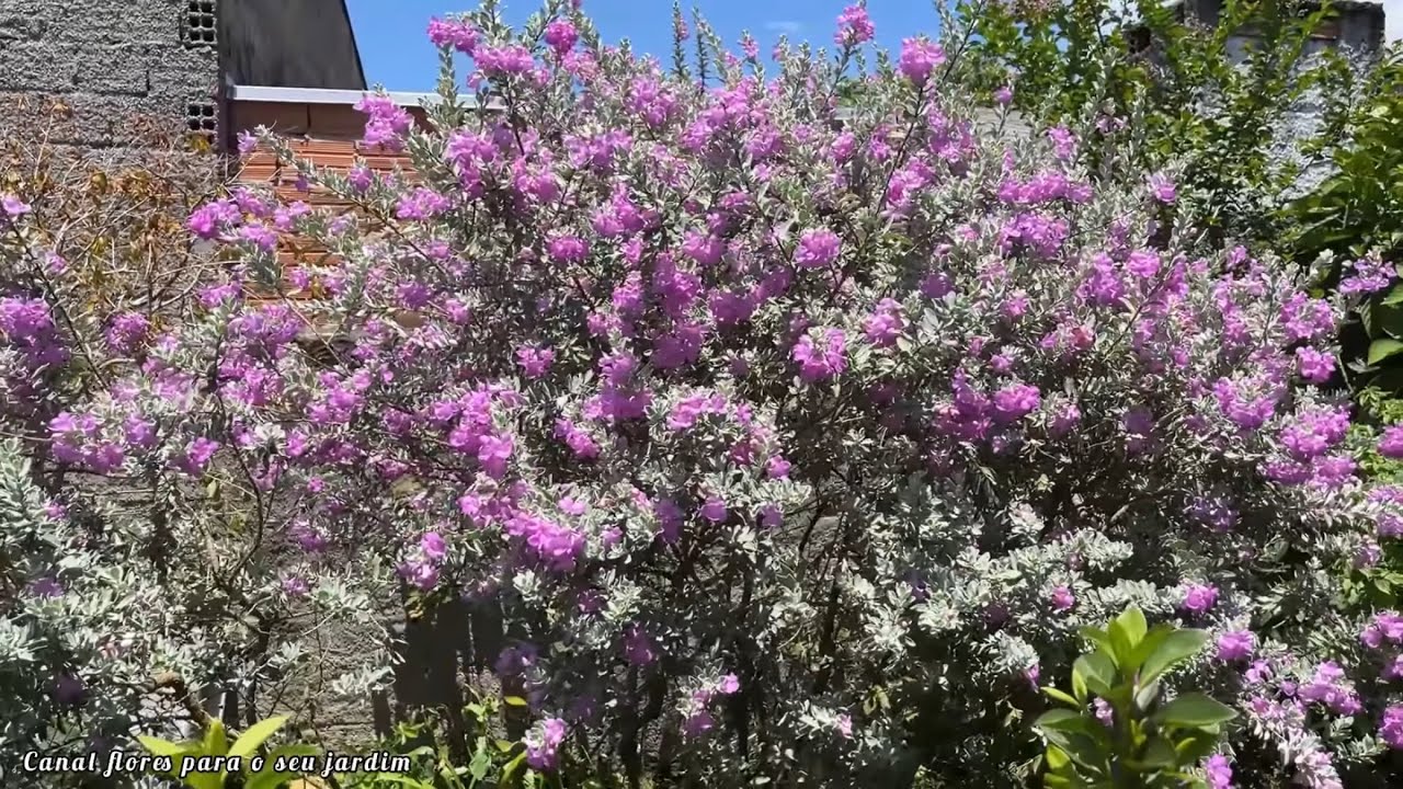 Esse Arbusto Prateado Está Encantando Jardins (Olha Isso!)