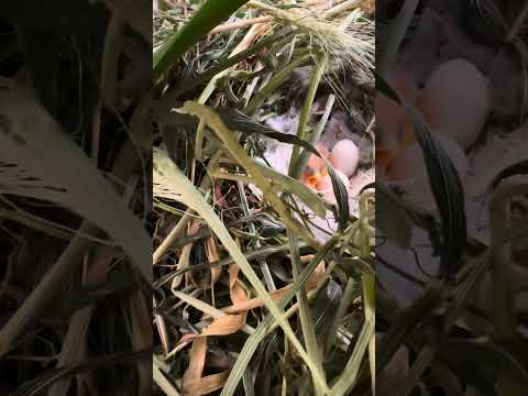 Baby Star Finch