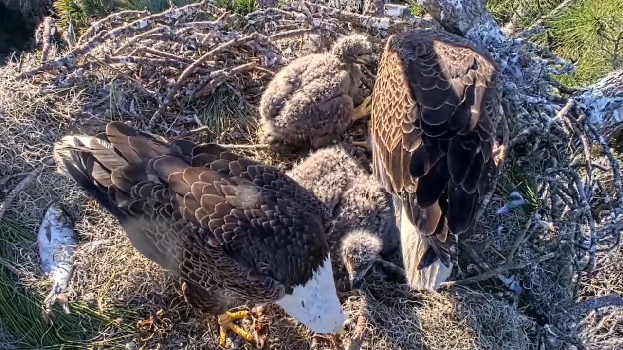 Both parents feeding their two cute eaglets | NEFL Bald Eagle | Jan 28, 2026
