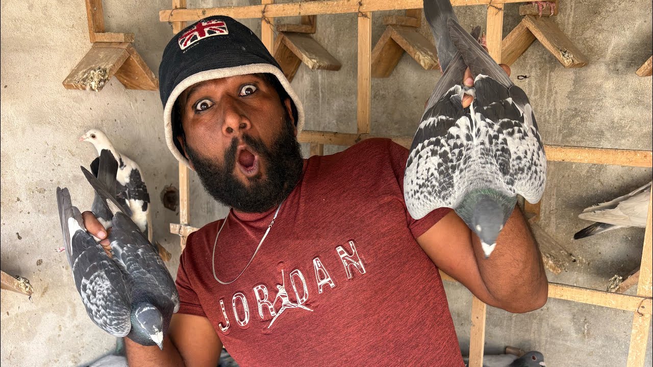 Saray kabutar ek Sath khol diye 😨