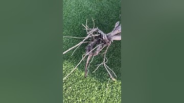 Pocket Gophers Destroy Landscaping Within Days