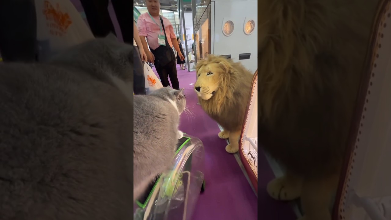 Disrespecting Her Feline Cousin 😂