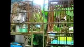 SOLD VS2754 - Part 1 - VS2754 vs L10 - Open Tail Slashing Tail Jambuls