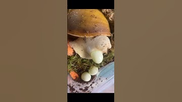 😳 Wow! Snails Laying Eggs #youtubeshorts #shortsfeed #shorts #egg #laying #viralshorts #wow #snail