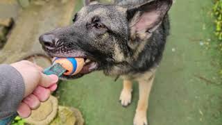 GERMAN SHEPHERD PLAYING IN THE GARDEN IN ENGLAND