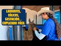 ⭐️LAS 10 PREGUNTAS DE CABALLOS que más hacen a los veterinarios en Google
