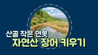 단양 산골 작은 연못, 자연산 장어키우기에 도전하다.