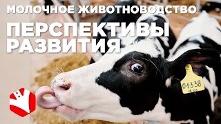 Развитие молочного животноводства | Кооперация хозяйств | Молочная ферма