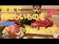 【わんこと女子の車中泊】東京で美味しいものを食べ尽くす!