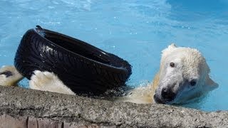 ホッキョクグマ キャンディのタイヤまつり~Polar Bear plays with a tire