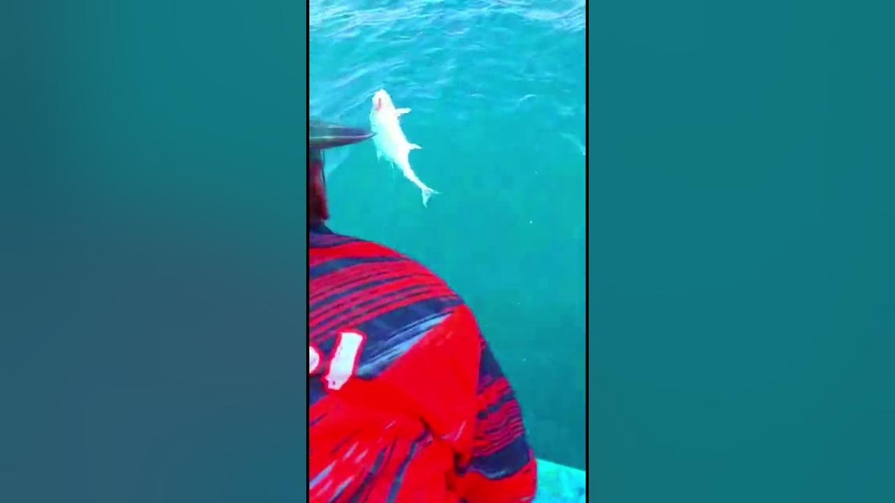 big-fish-caught-good-size-of-queen-fish-caught-karachi-fishing
