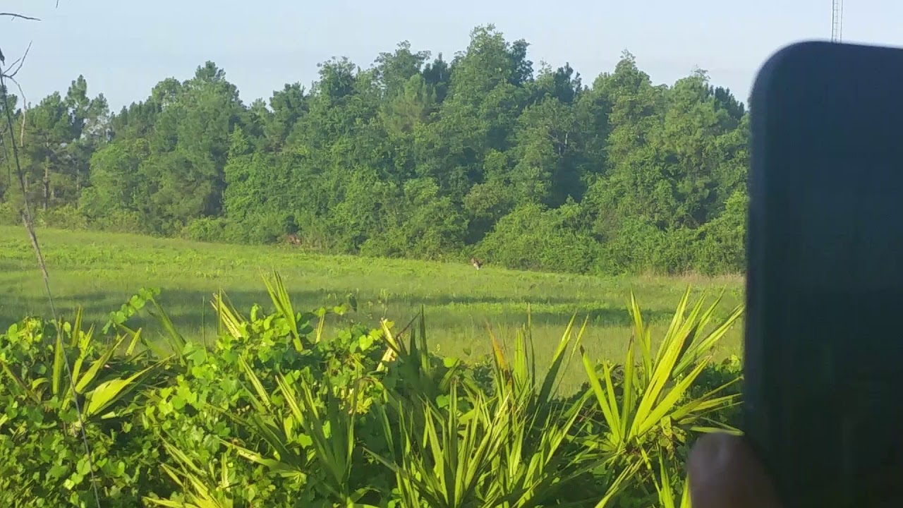 Deer feeding on Tosohatchee Wma
