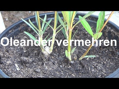 Video: Oleander-Stecklinge: Tipps zum Bewurzeln von Oleander-Stecklingen für den Garten