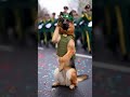 Saluting K9! 🐶 Adorable Military Dog in Uniform #k9 #germanshepherd #armydog #dog #shorts