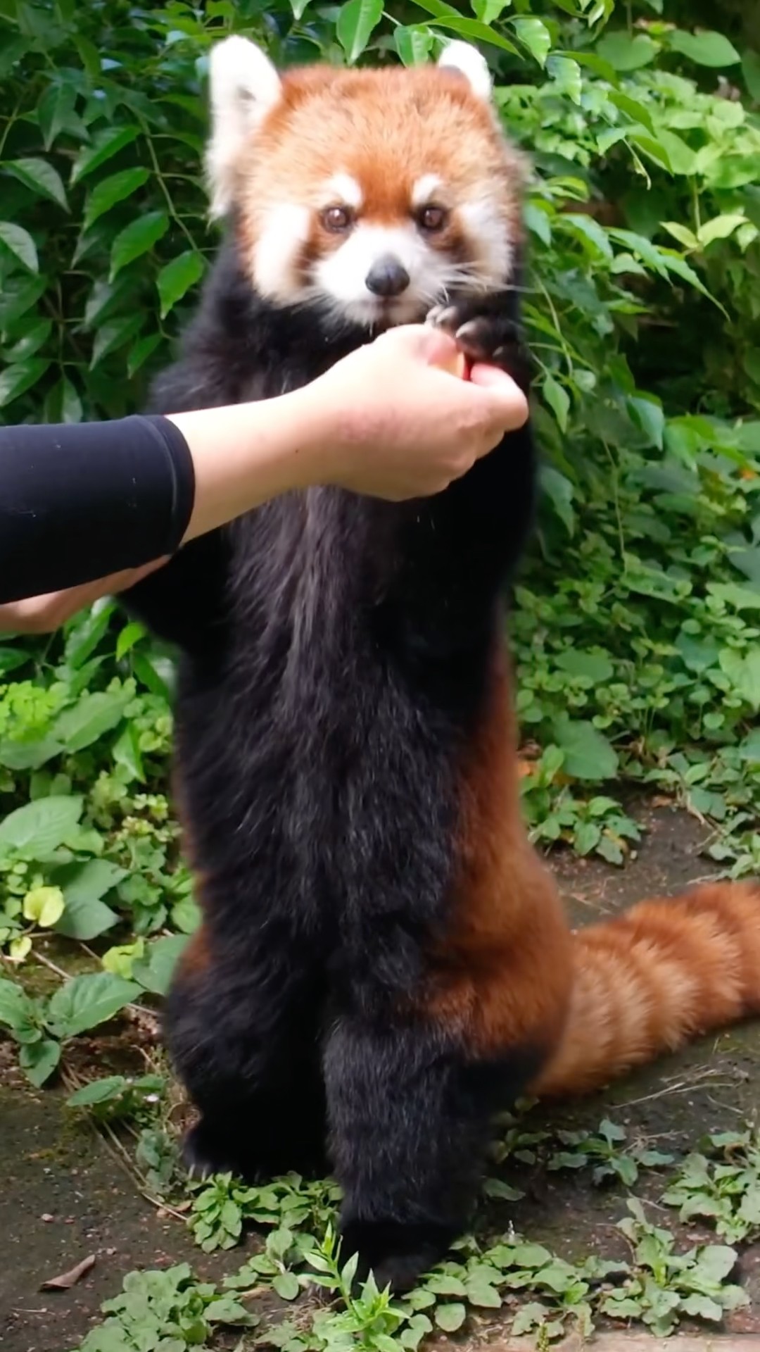 立ってリンゴをもらうレッサーパンダが可愛すぎる #redpanda #小熊猫