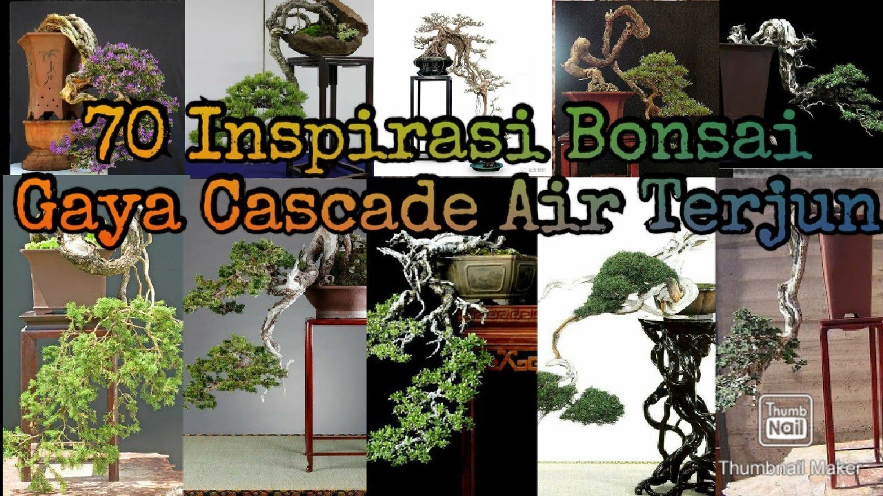 70 Inspirasi Bonsai Gaya Cascade Atau Air Terjun YouTube
