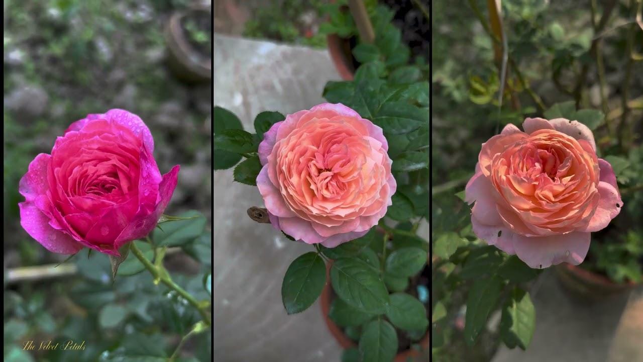 Constance - David Austin Rose. Wedding Rose • The Velvet Petals