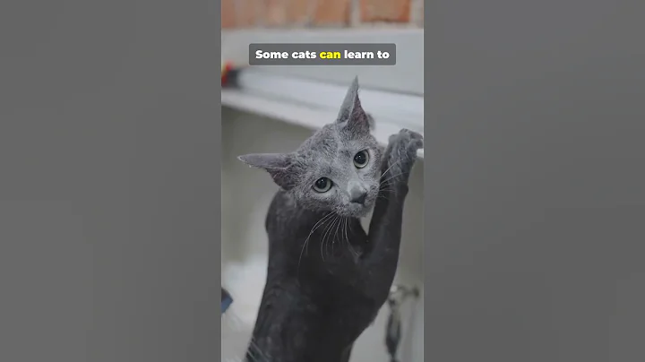 Watch the video about Cats vs Baths