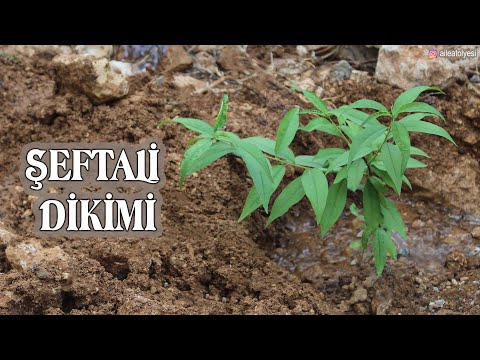 Video: Şeftali Çukuru Bitki: Tohumdan Şeftali Yetiştirme