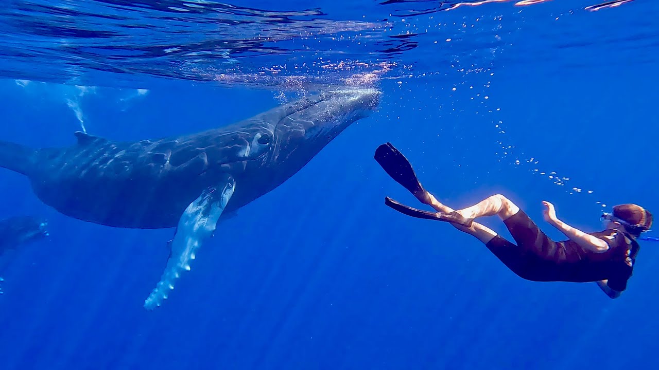 SWIMMING WITH WHALES  Incredible adventure in Tahiti GoPro 4K