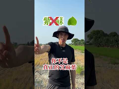 到底哪個才是「芝麻葉」？