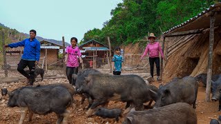 Clearing Grass from Rice Fields, Digging Paths for Pigs | Family Farm