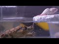 Snapping turtle hunts mouse underwater