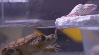 Snapping turtle hunts mouse underwater