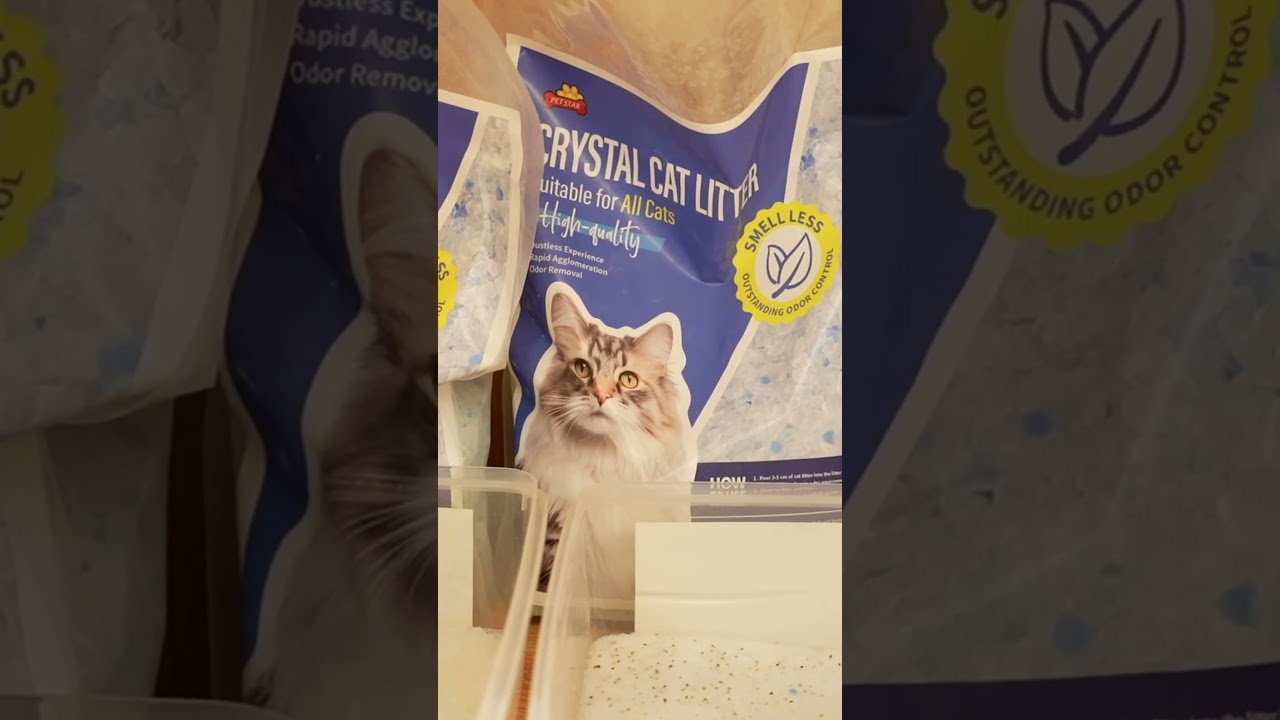 Petstar Supports You in Cat Litter  #pets #factoryproducts