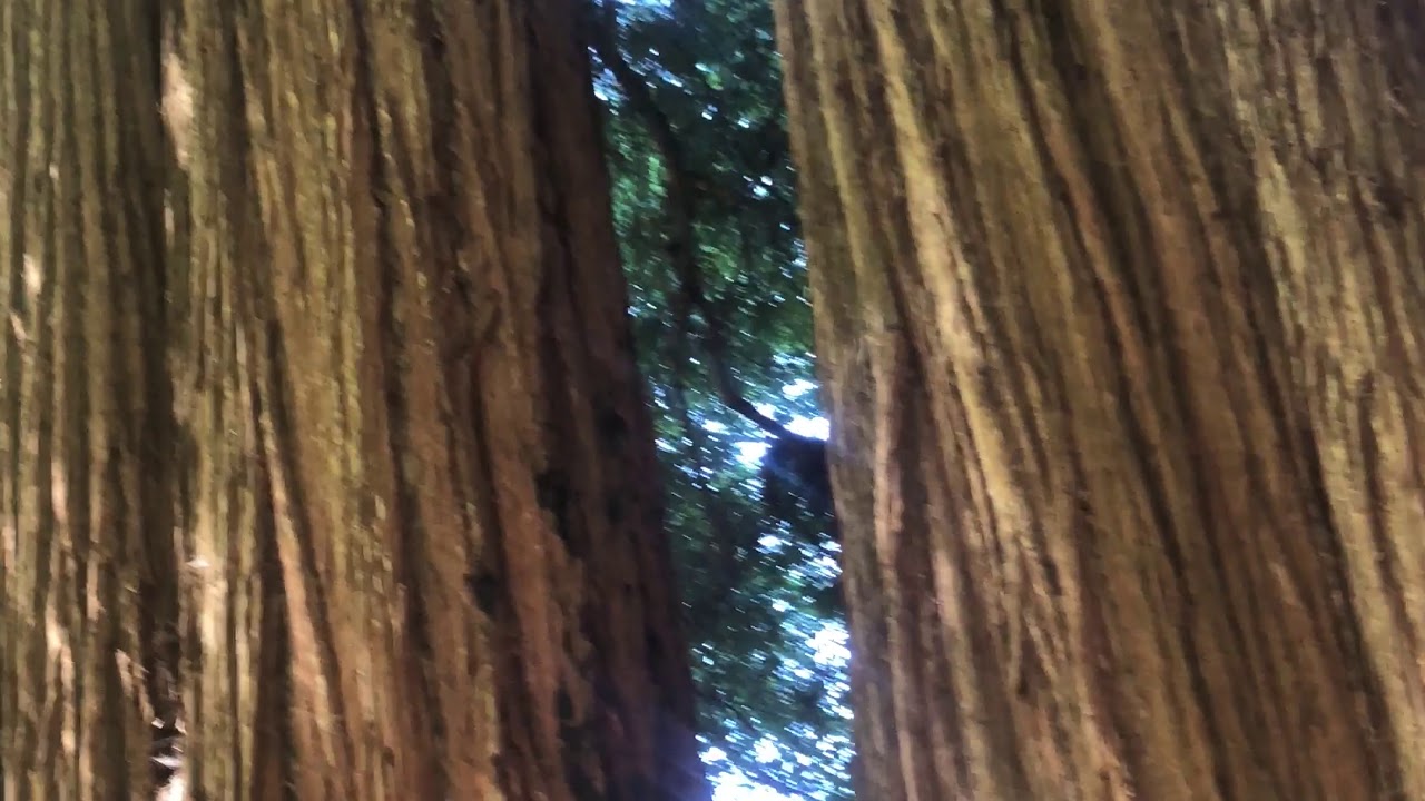 redwoods rotorua Redwoods National Forest, Crescent City, California